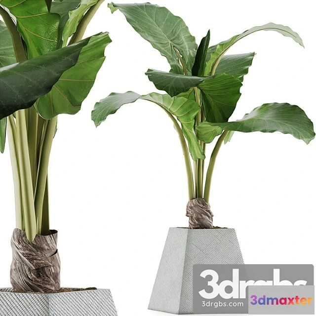 1062860 - Plants collection 48