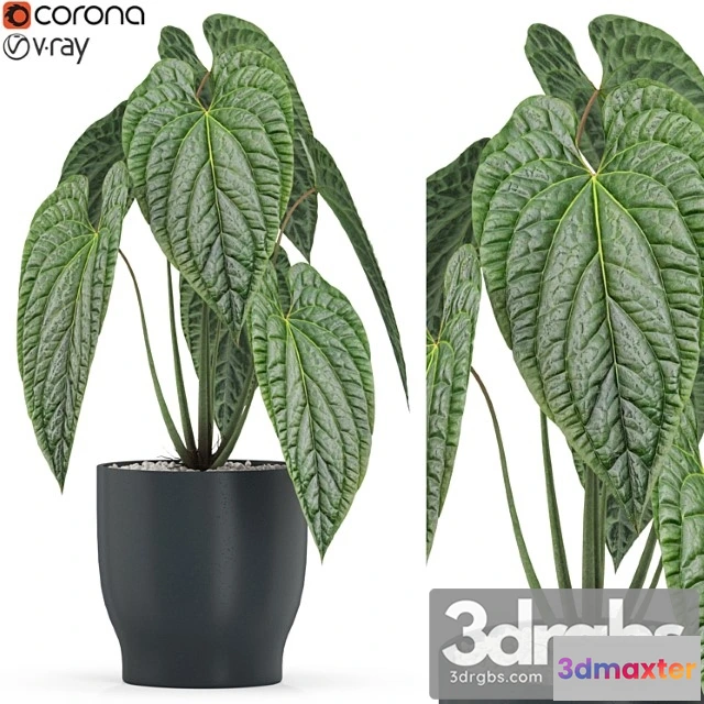 1062866 - Plants collection 517