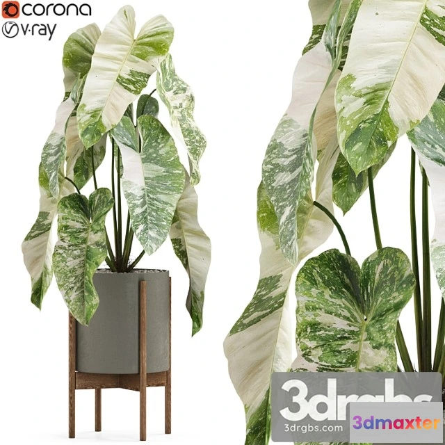 1062868 - Plants collection 522