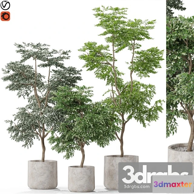 1062874 - Plants collection 576