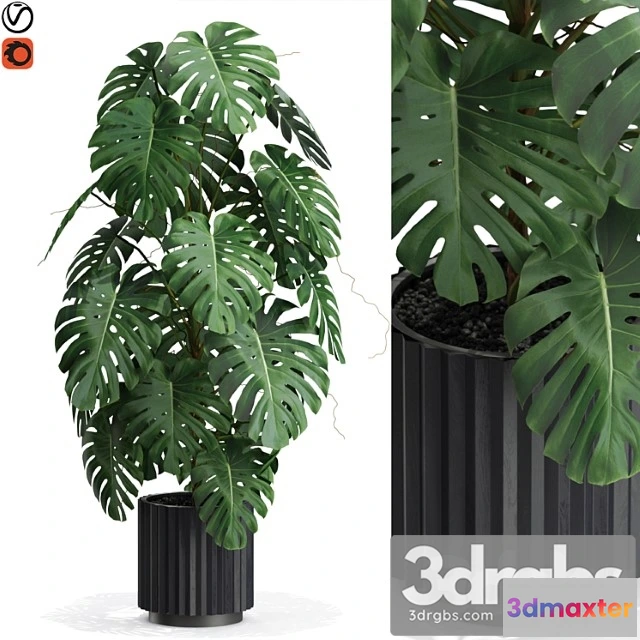 1062876 - Plants collection 583