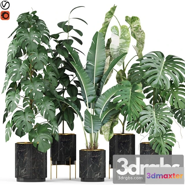 1062878 - Plants collection 584