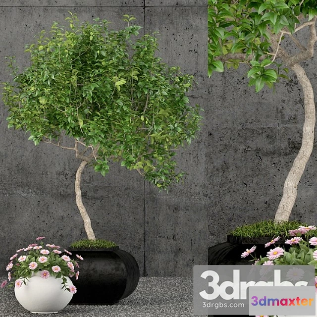 1062882 - Plants collection 61