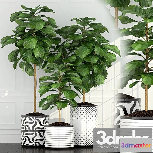 1062890 - Plants collection 63