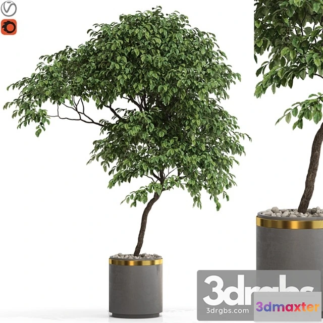 1062896 - Plants collection 700