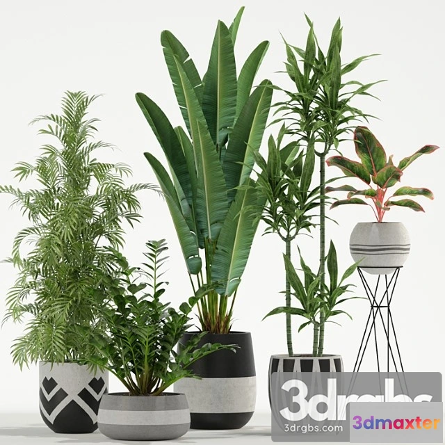 1062900 - Plants collection 726