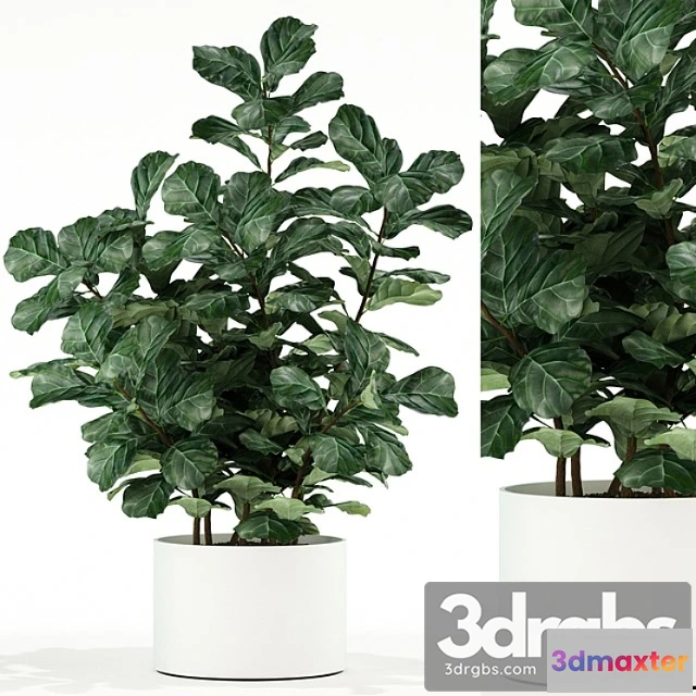 1062918 - Plants collection 98