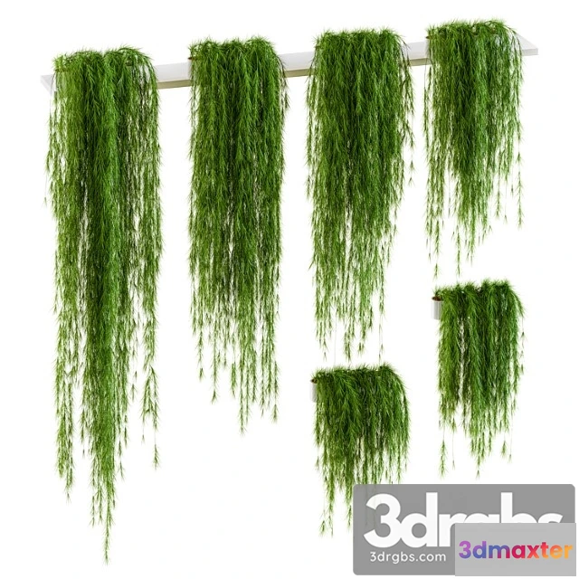 1062922 - Plants for shelves. 6 items