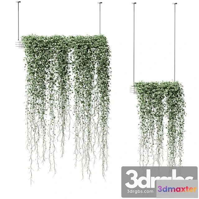 1062934 - Plants in hanging pots. 2 models