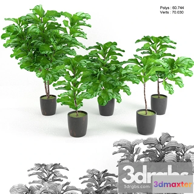 1062940 - Plants Indoor Ficus lyrata