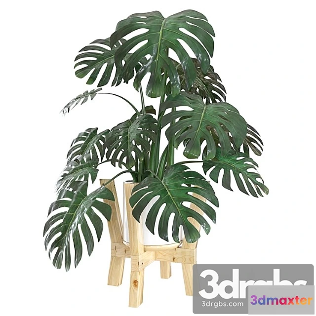 1062942 - Plants Indoor Monstera