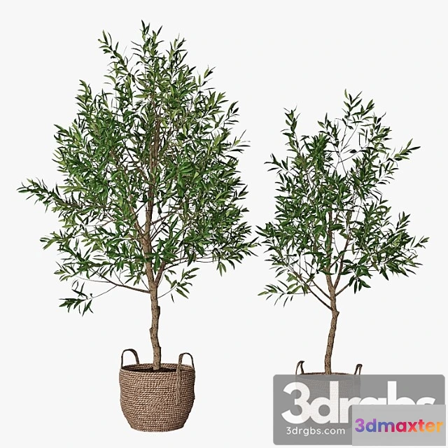 1062944 - Plants Indoor Olive tree