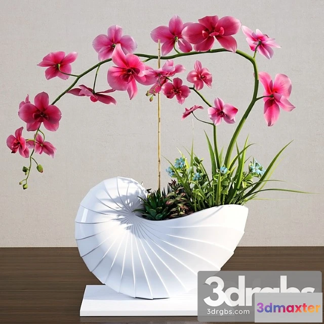 1062946 - Plants Indoor Orchid