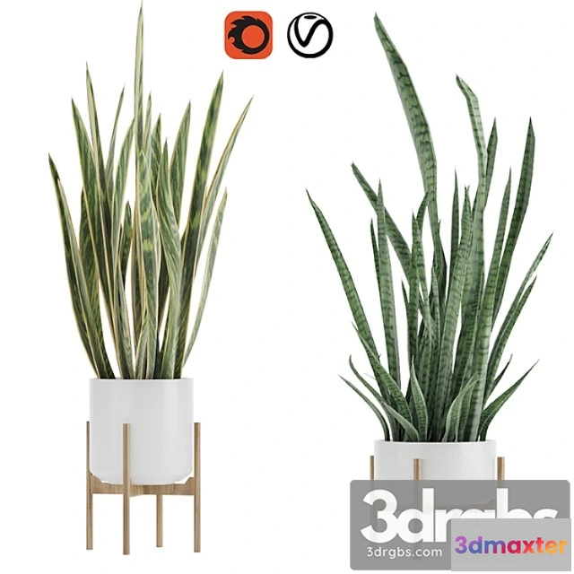 1062950 - Plants Indoor Sansevieria 2
