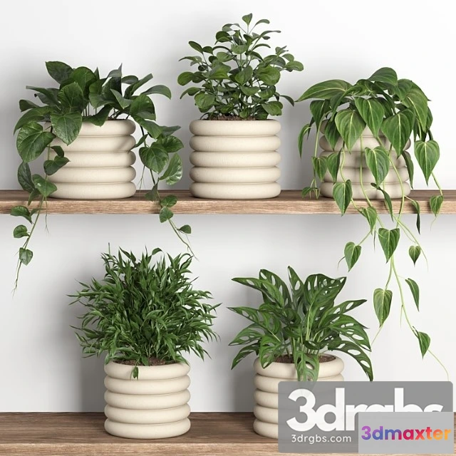 1062954 - Plants on shelf 06