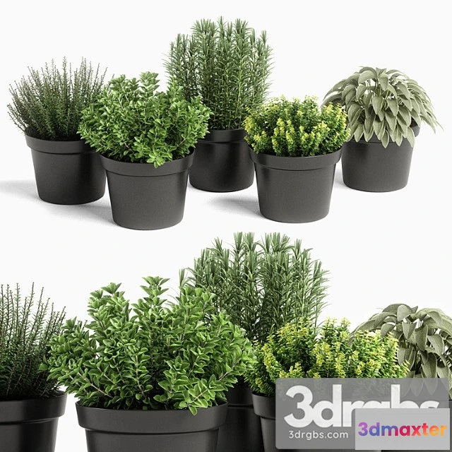 1062958 - Plants set 05