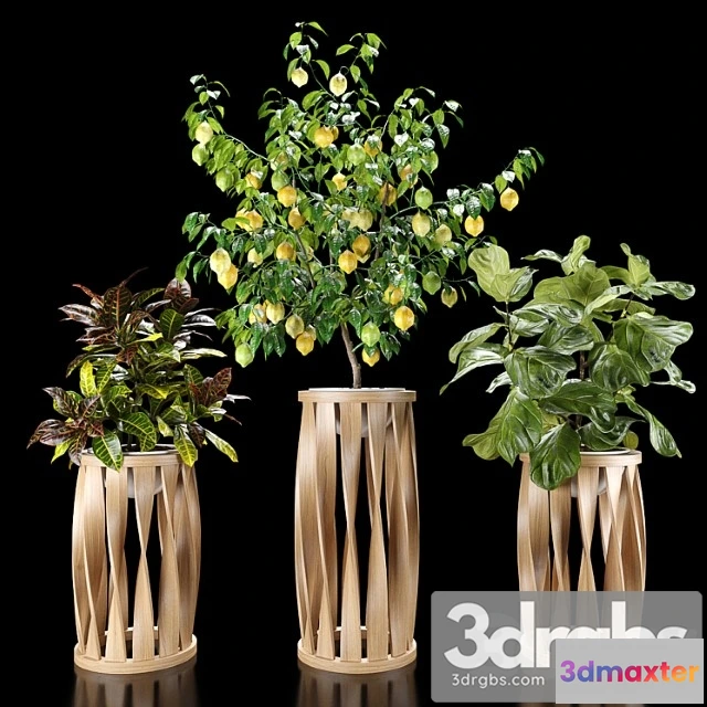 1062966 - Plants set 5 (croton, ficus, limon)