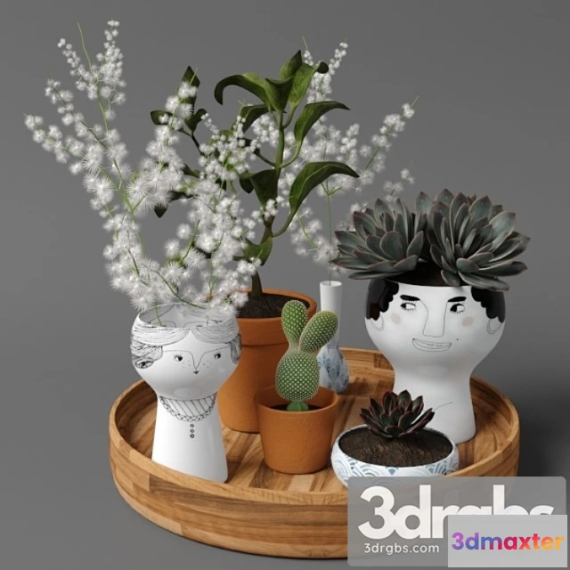 1062968 - Plants tree 41