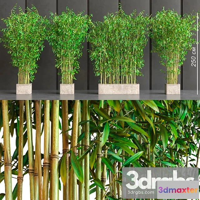 1062974 - Potted bamboo