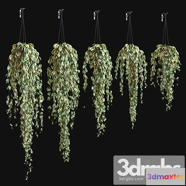 1062976 - Potted plant on a chain