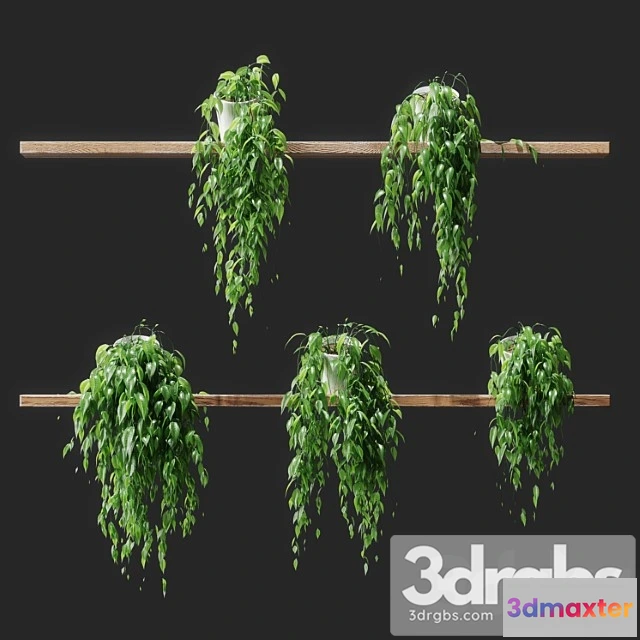 1062978 - Potted plants on shelves