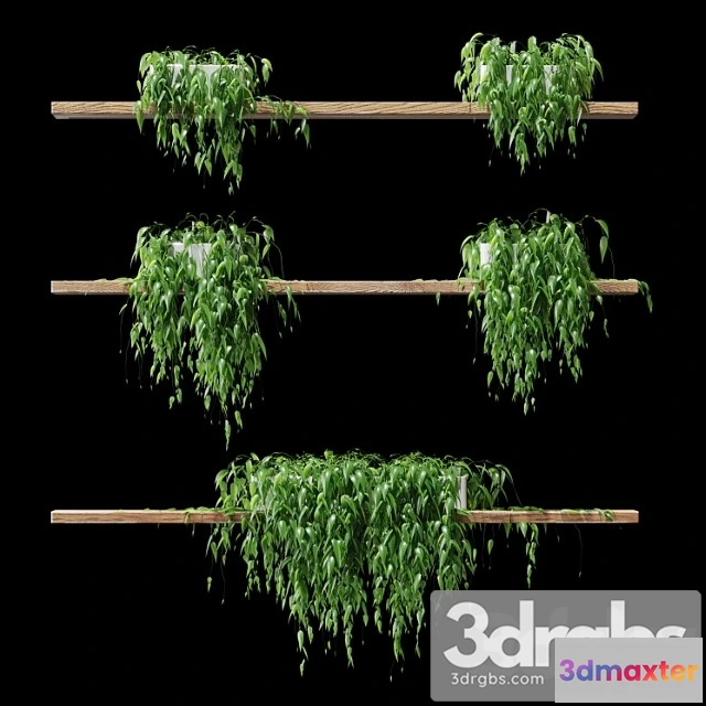 1062980 - Potted plants on the shelves v2