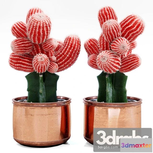 1062988 - Red cactus - No.2