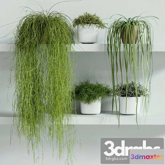 1062992 - Rhipsalis set 01