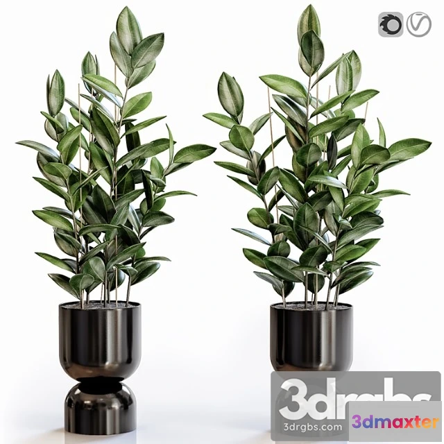 1062994 - Rubber plant 2 in modern vase