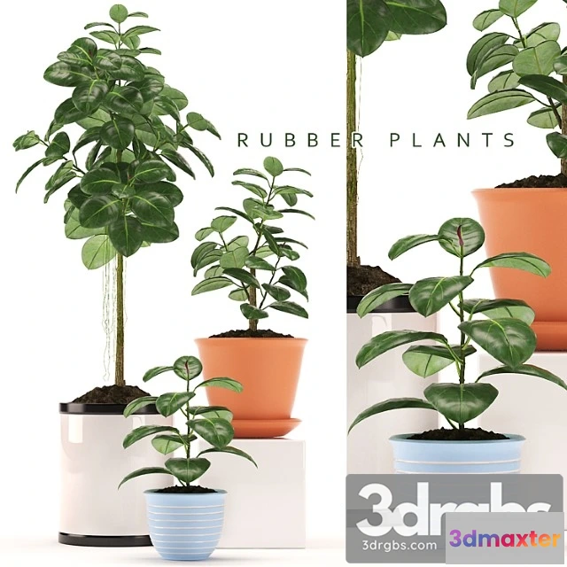 1062998 - Rubber plants 47