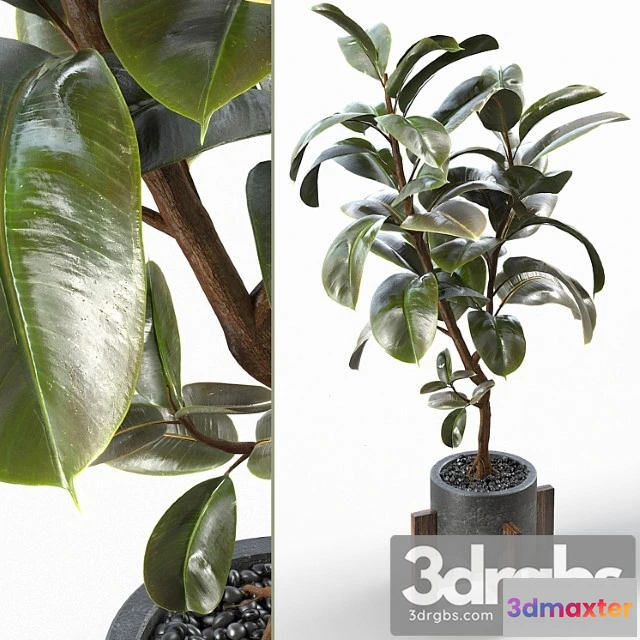 1063002 - Rubber tree 004_1