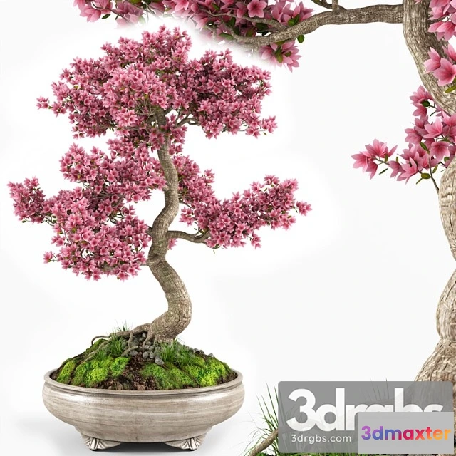 1063004 - Sakura bonsai tree