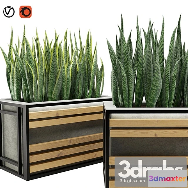 1063008 - Sansevieria
