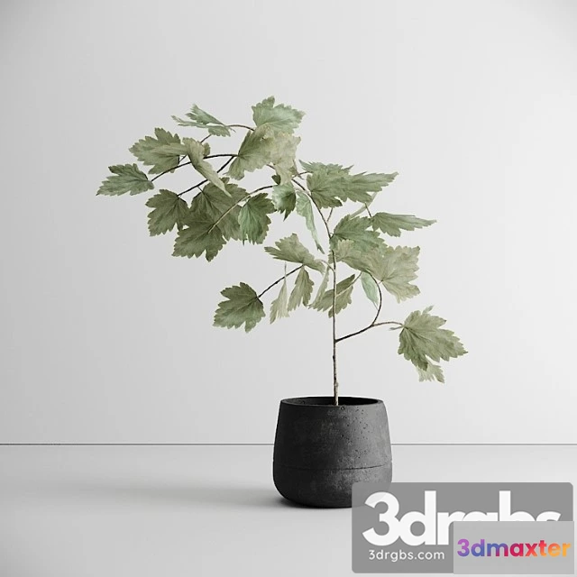 1063012 - Scandinavian plant