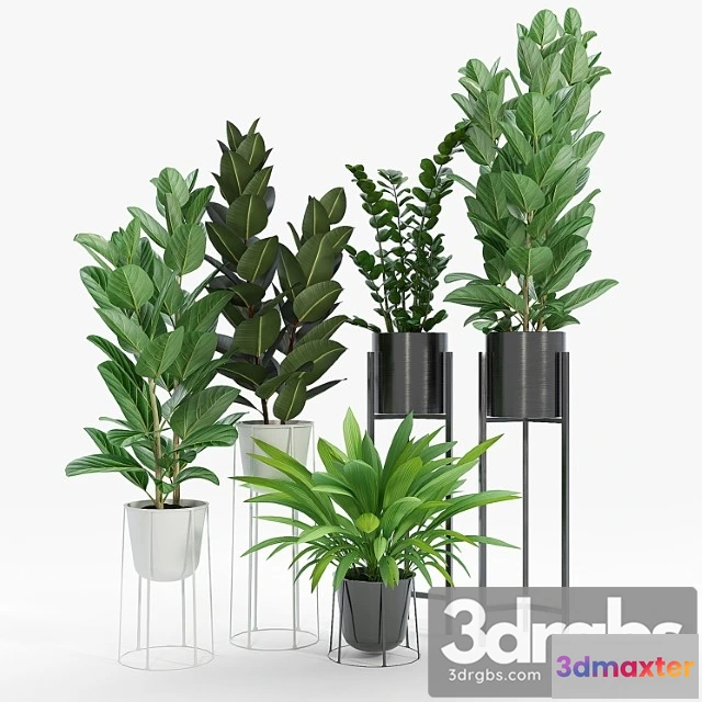 1063016 - Set ficus