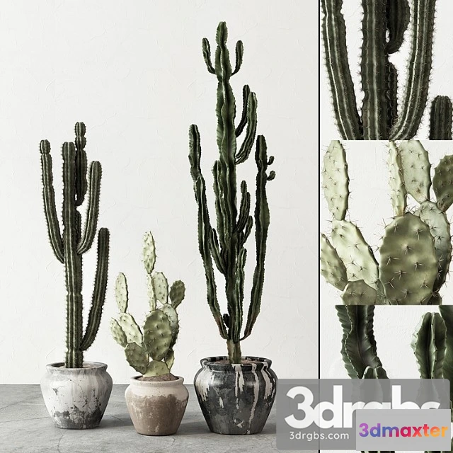 1063020 - Set of cactuses
