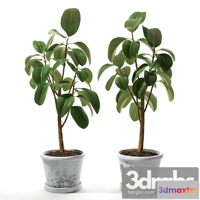 1063028 - Set of plants 05