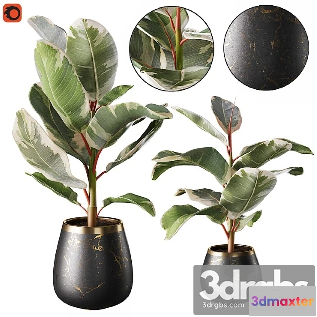 1063032 - Set of plants ficus rubbery