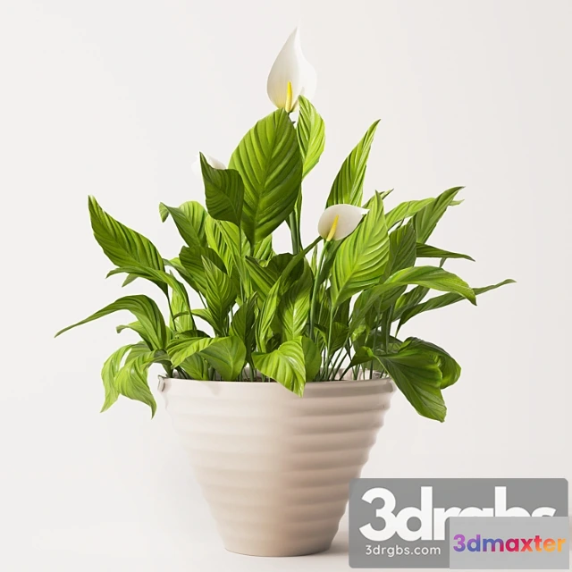 1063036 - Spathiphyllum plant 2