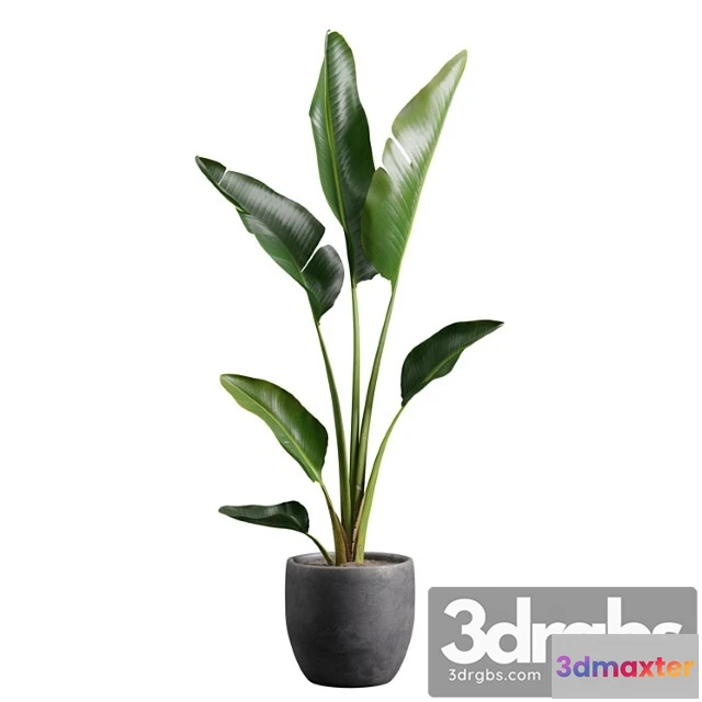 1063056 - Strelitzia nicolai in pot