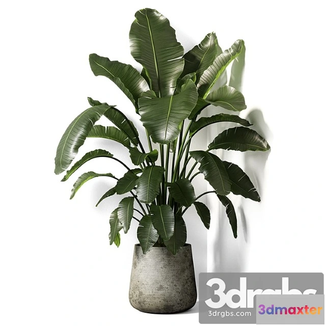 1063058 - Strelitzia plant 02