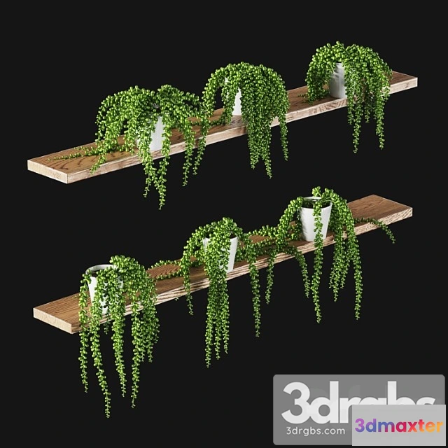 1063060 - Succulents. set of 6 models