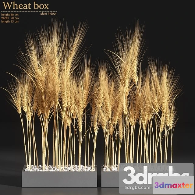 1063088 - Wheat box - No.2