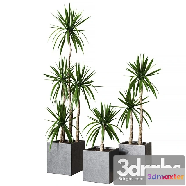 1063100 - Yucca pot 01 Collection of plants 03 - No.2