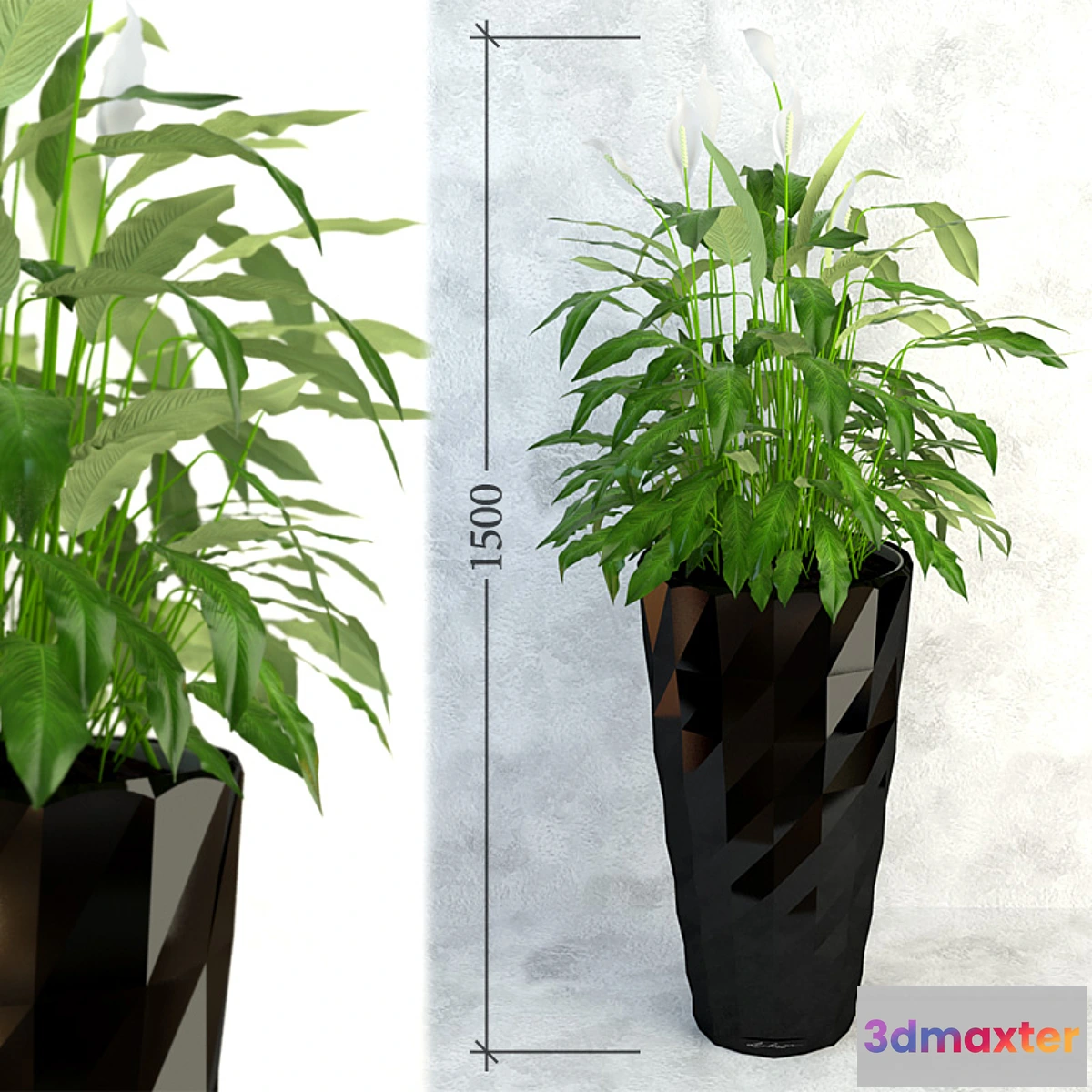 1269009 - Spathiphyllum 3D Max