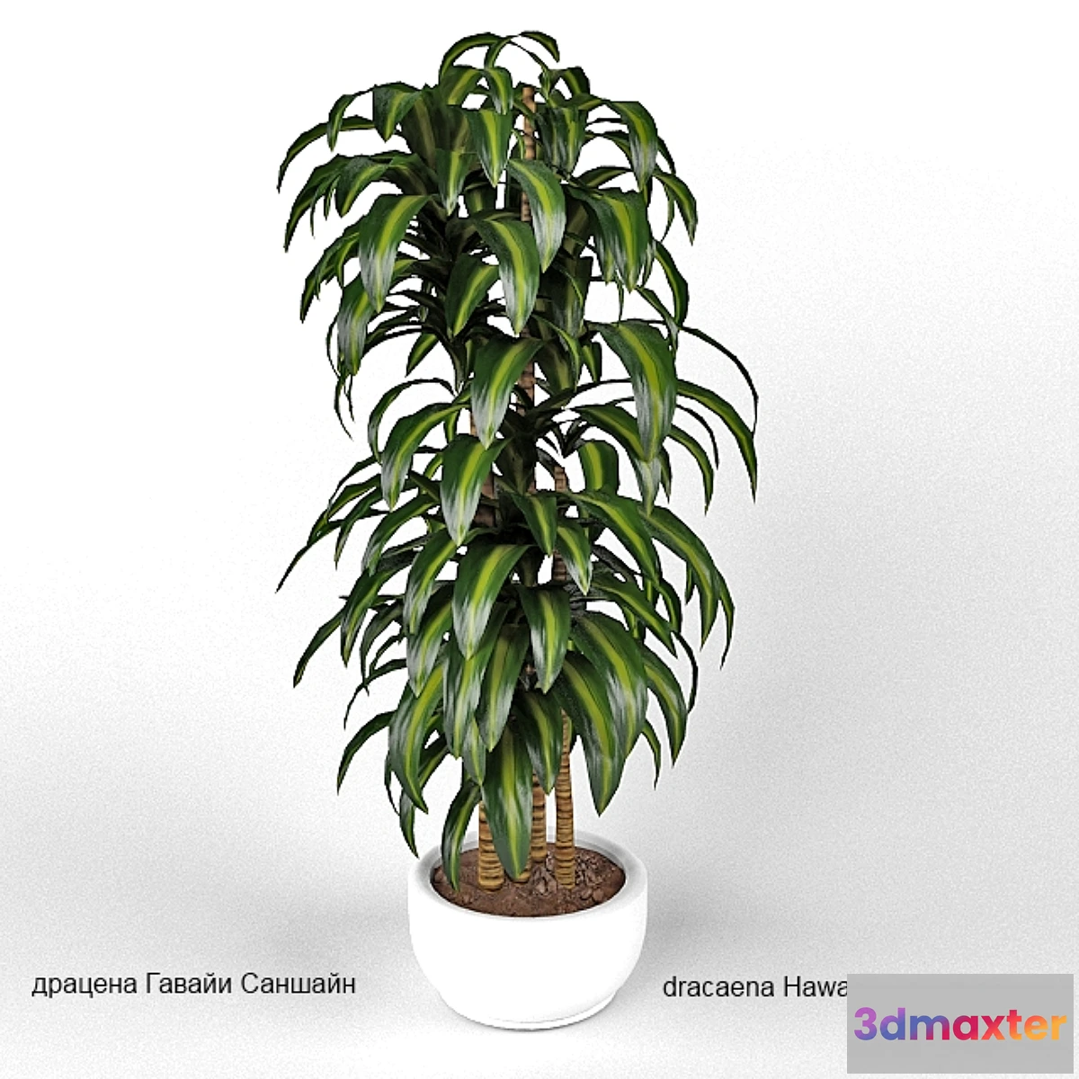 1273128 - dracaena Hawaii Sunshine 3D Max