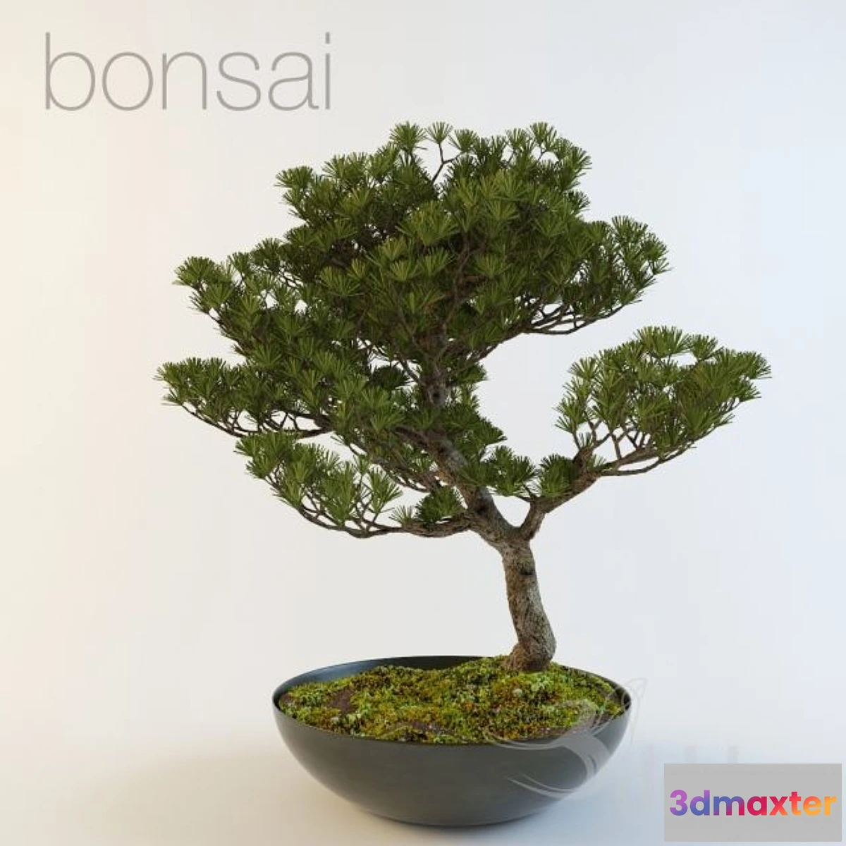1273746 - bonsai 3D Max