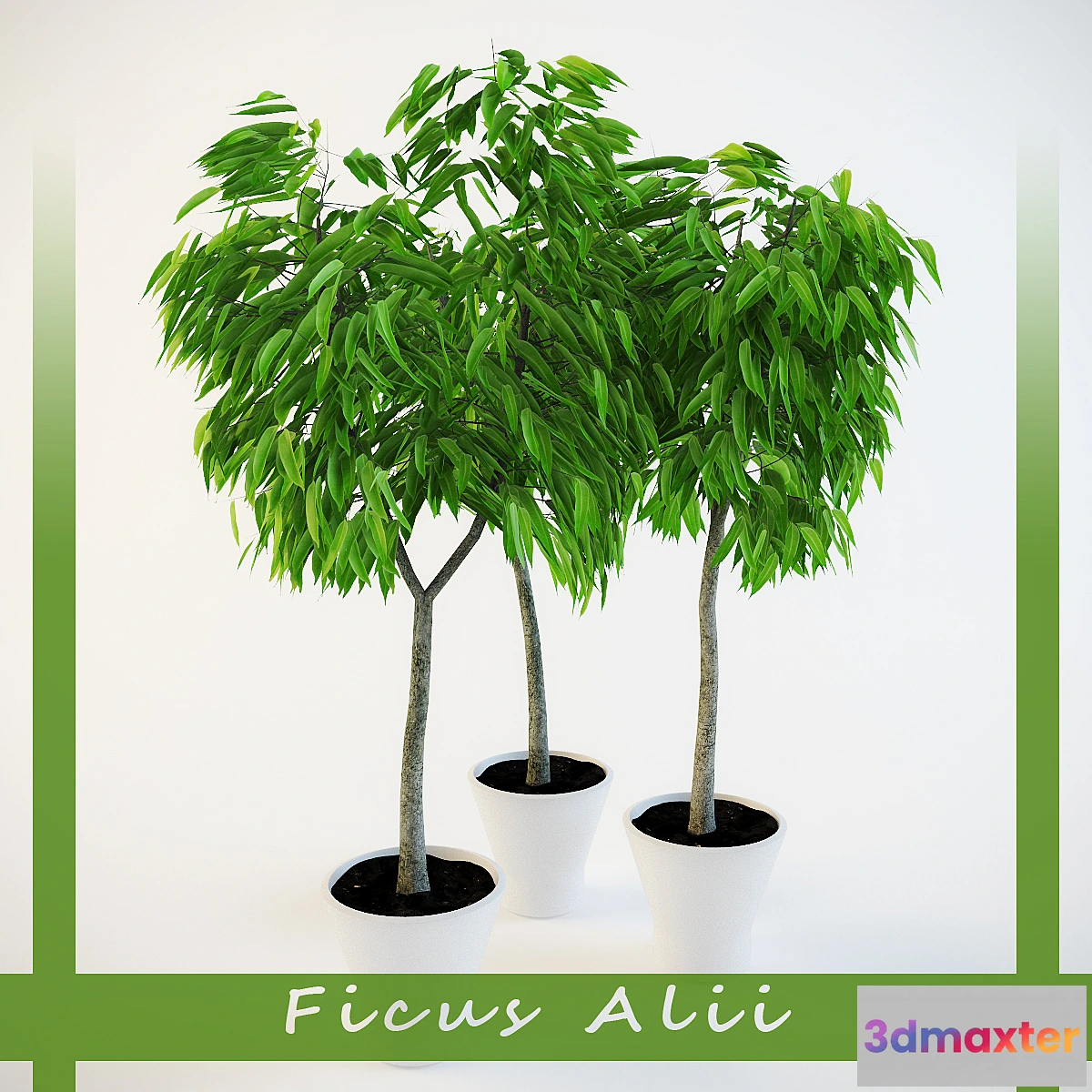 1273946 - Ficus Ali 3D Max