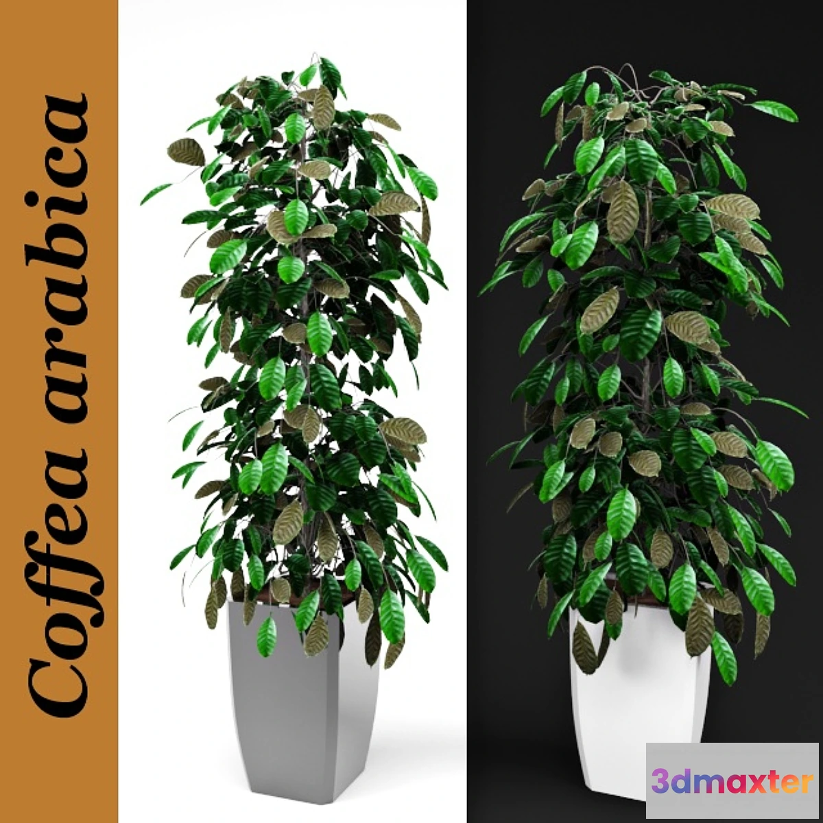 1274586 - Arabica coffee 3D Max