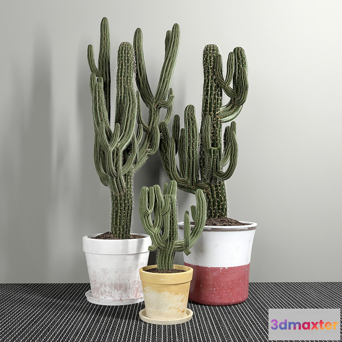 1281008 - Set of Three Cactuses Carnegiea 3D Max